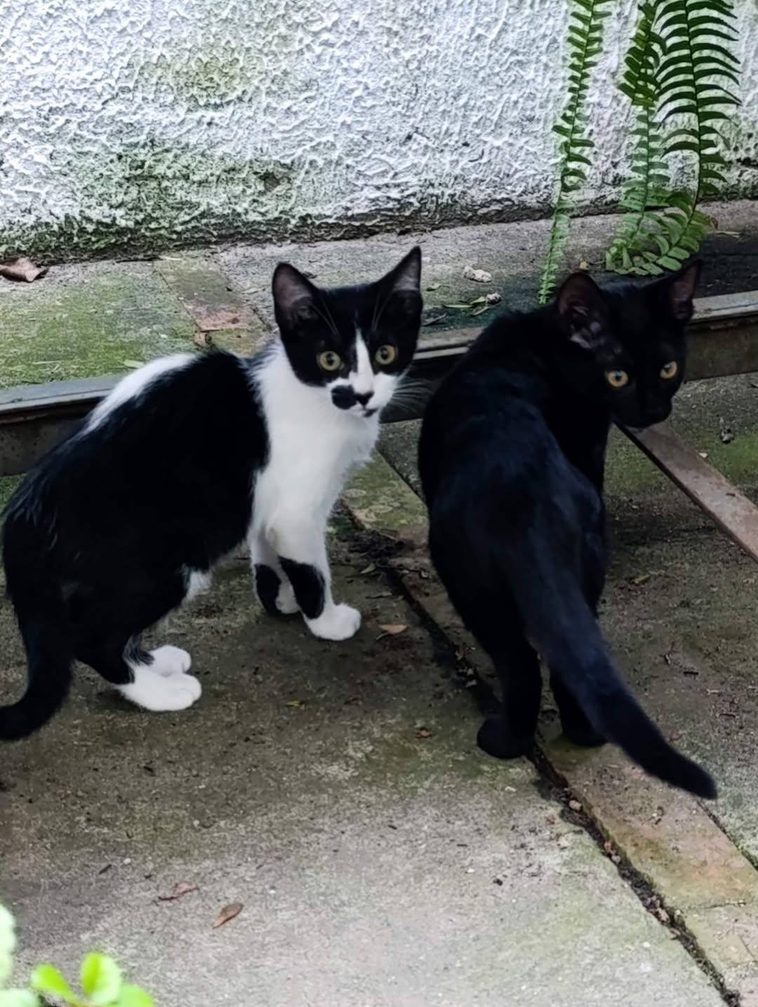 19 animalitos (13/20)