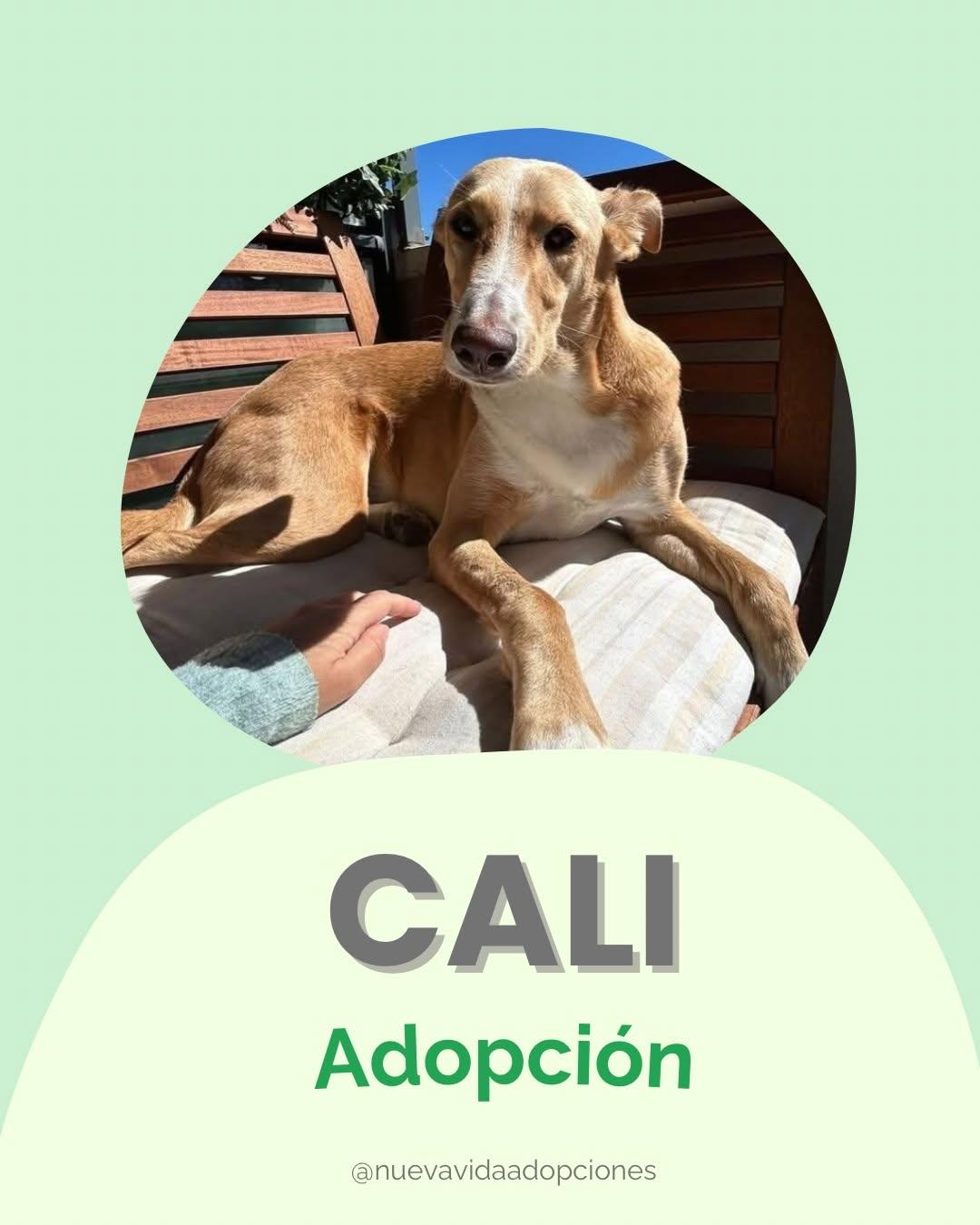 CALI (1/5)