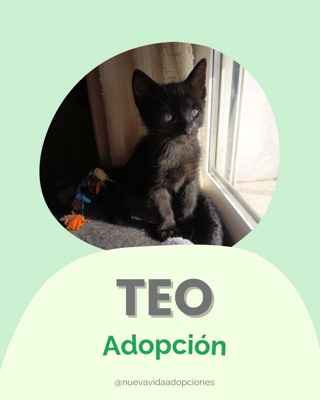 Teo (1/3)