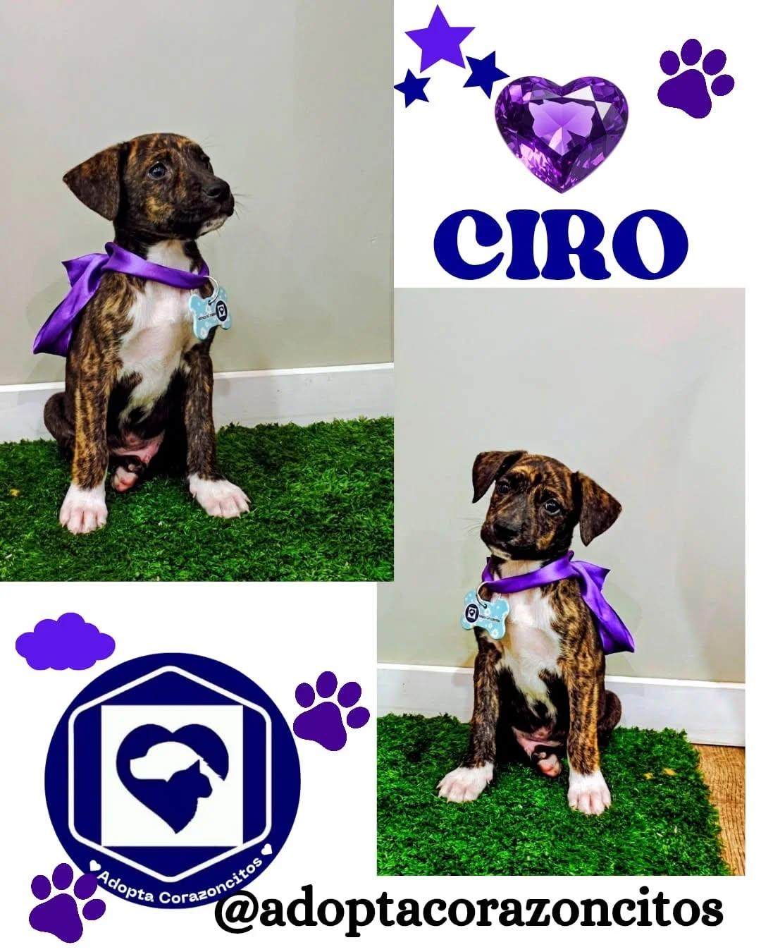Ciro, Nico, Mora +1 (1/4)