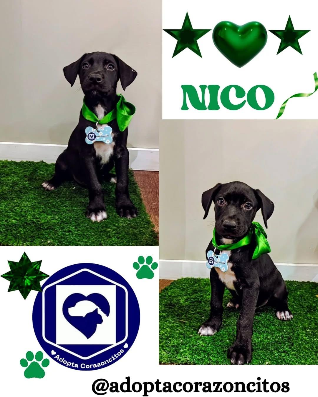Ciro, Nico, Mora +1 (2/4)