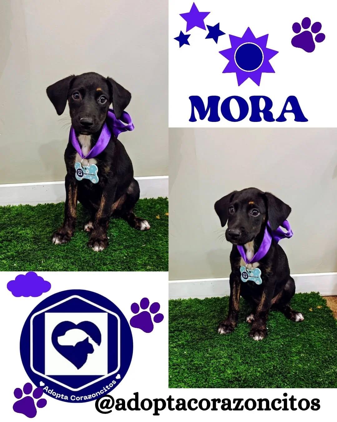 Ciro, Nico, Mora +1 (3/4)
