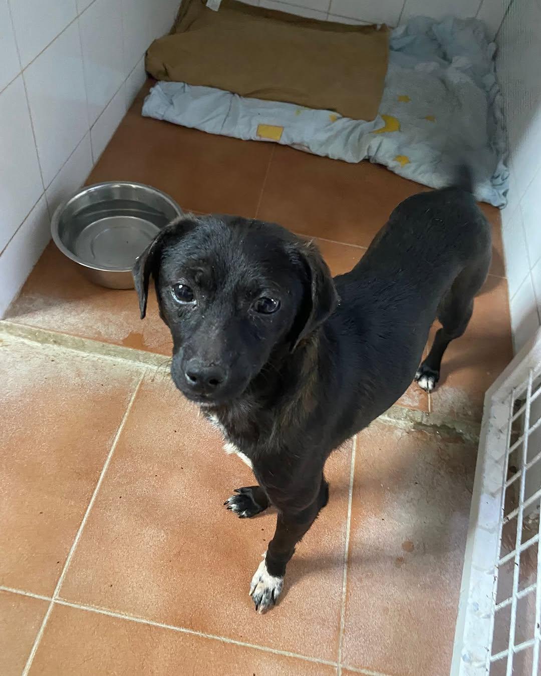 Buñuelo (3/4)