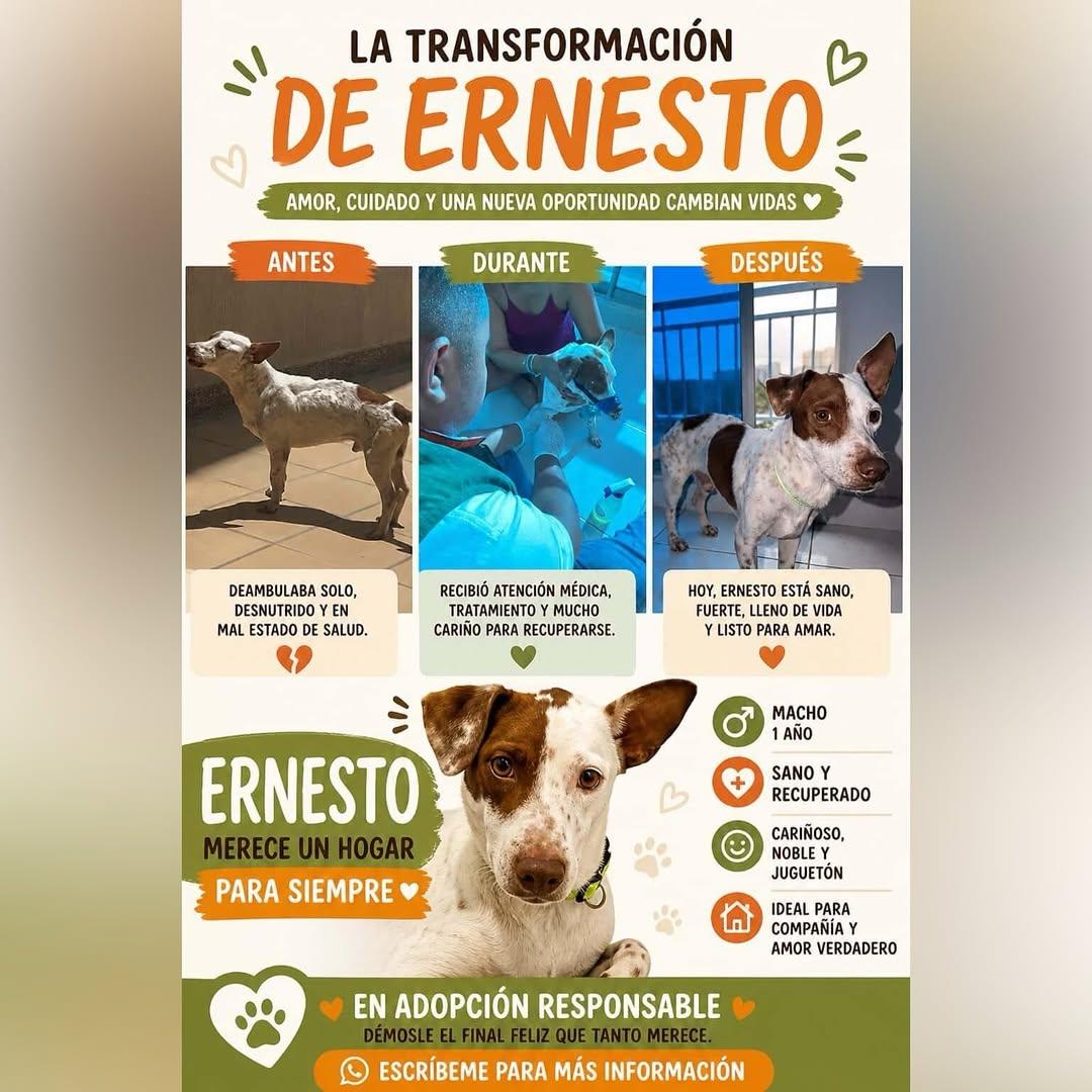 Ernesto (2/2)