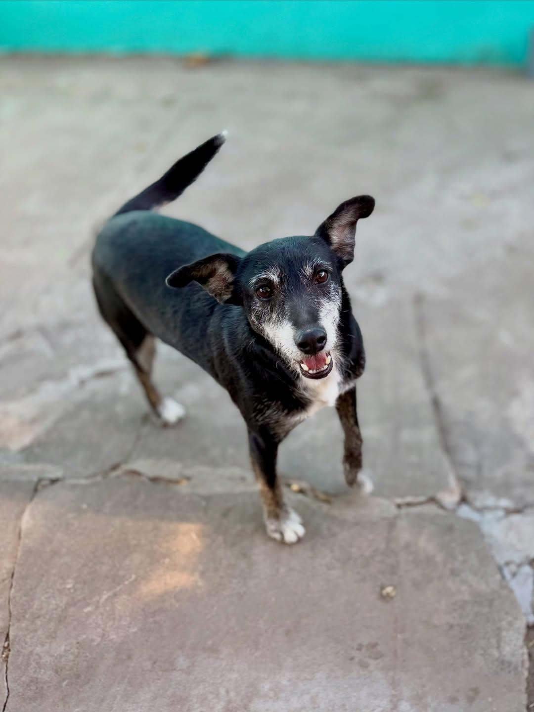 Tico (4/9)