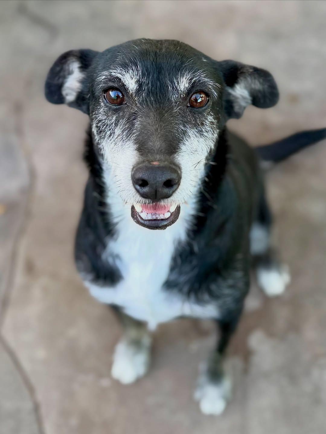 Tico (5/9)