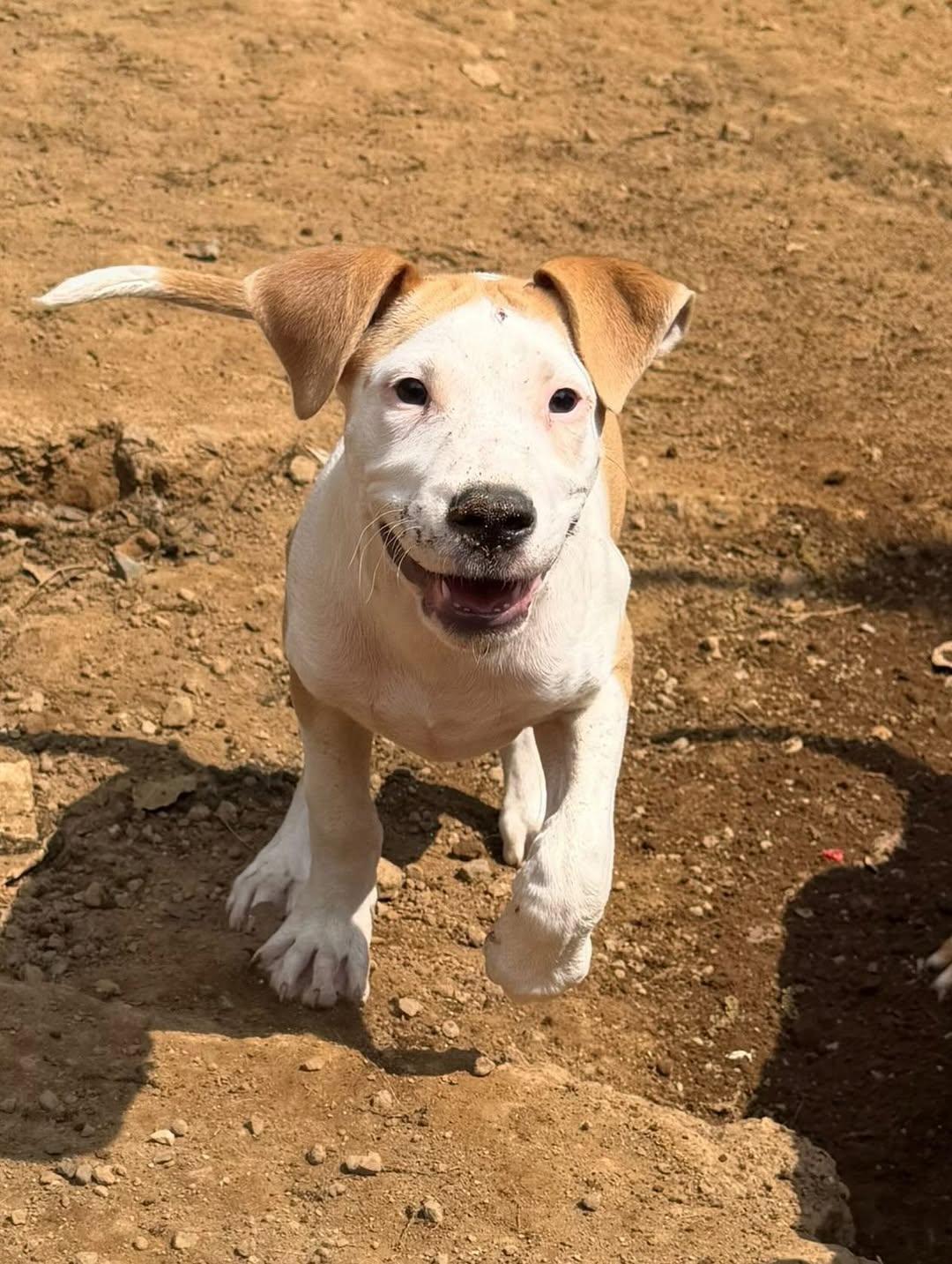 Romeo (2/4)