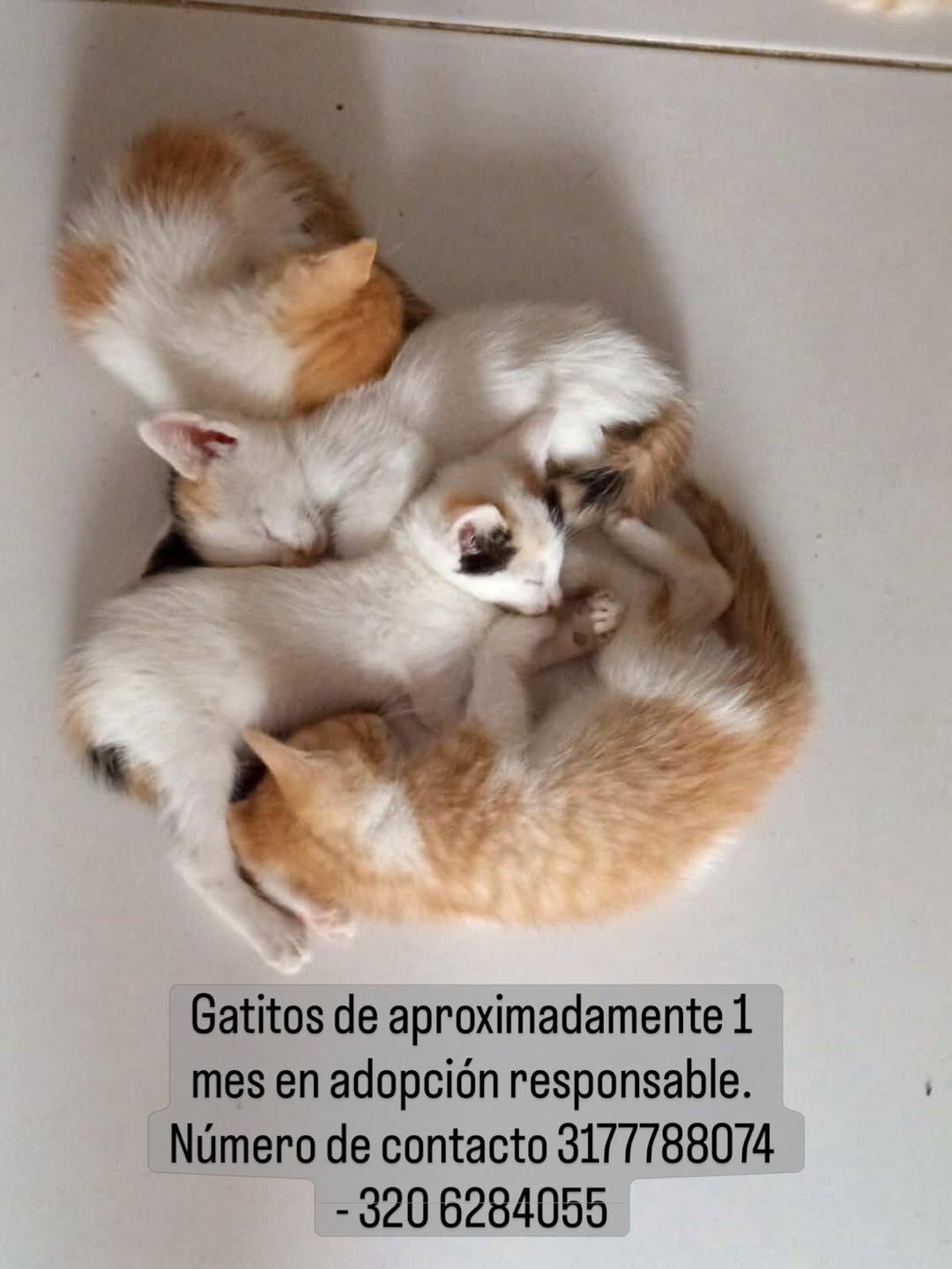 2 animalitos