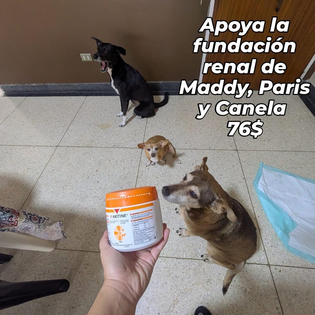 Maddy, Paris, Canela (1/2)