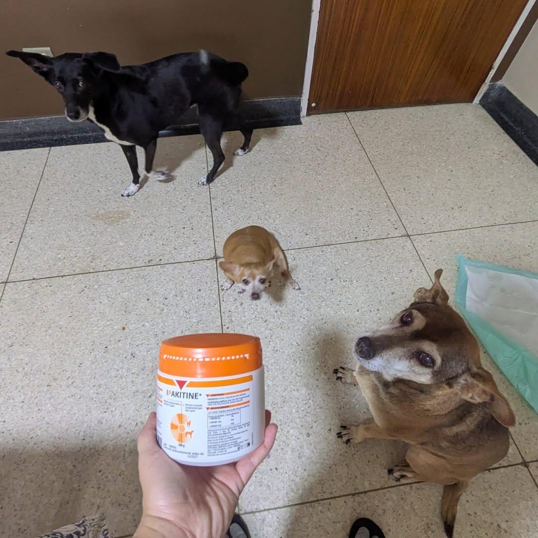 Maddy, Paris, Canela (2/2)