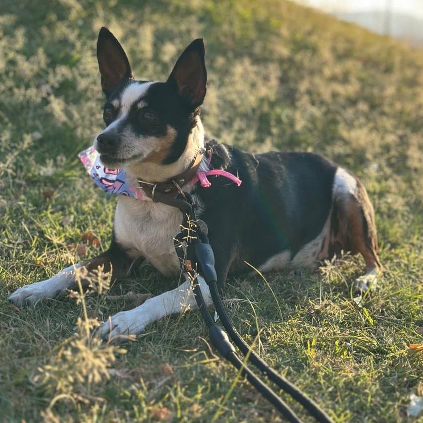 Lila