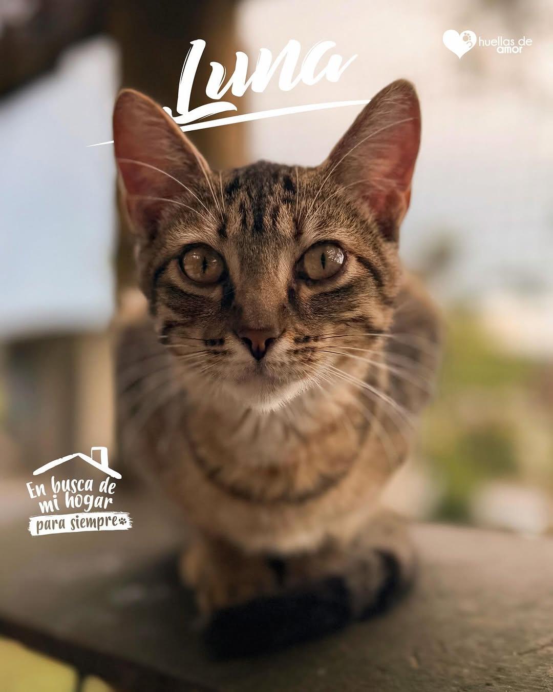Sol, Luna (1/5)