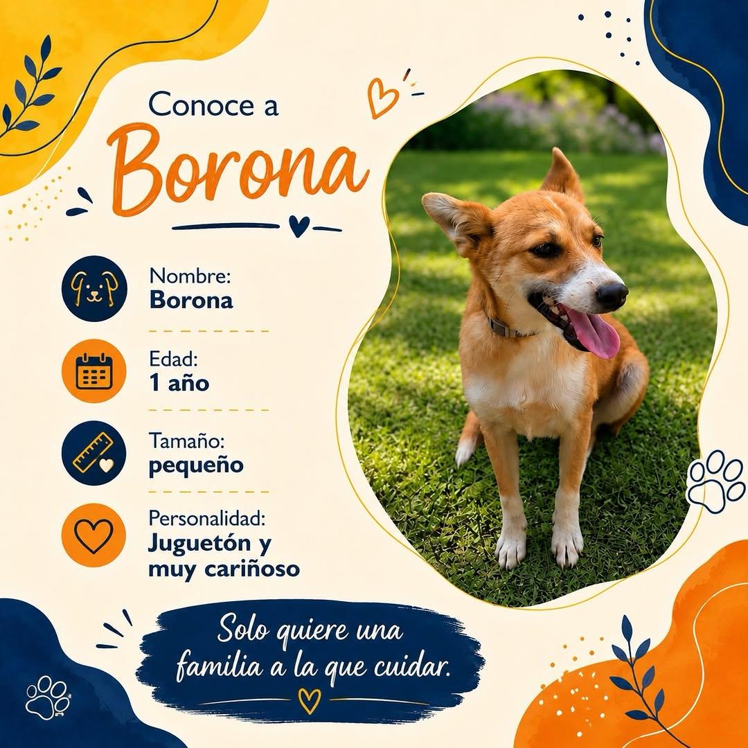 Borona (2/5)