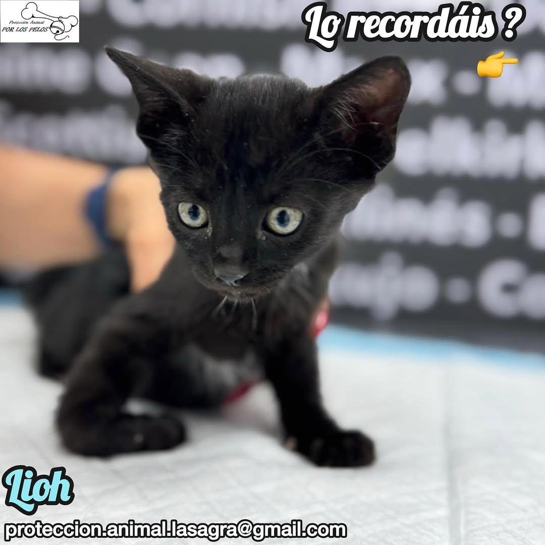 Lioh, Grey (1/5)