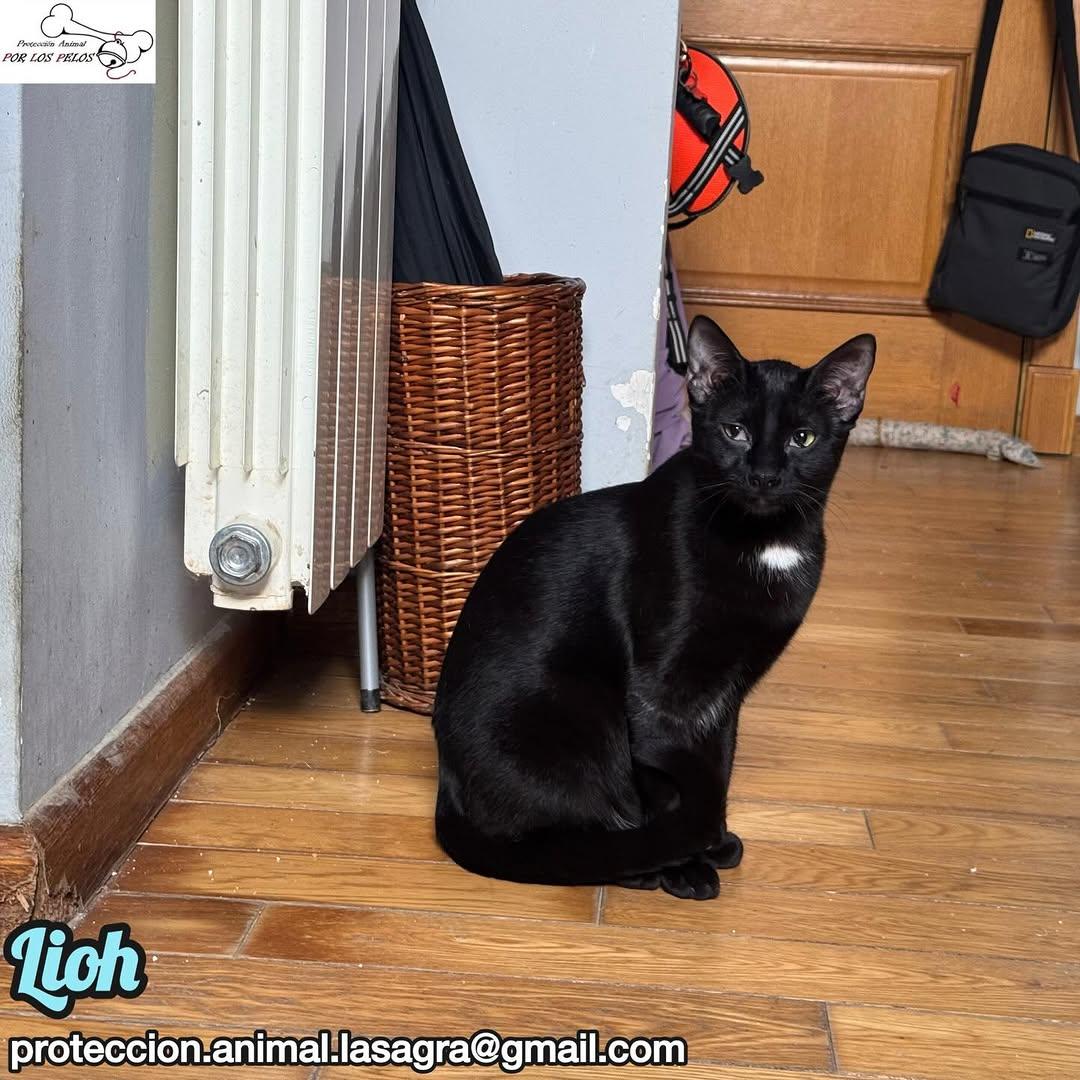 Lioh, Grey (4/5)
