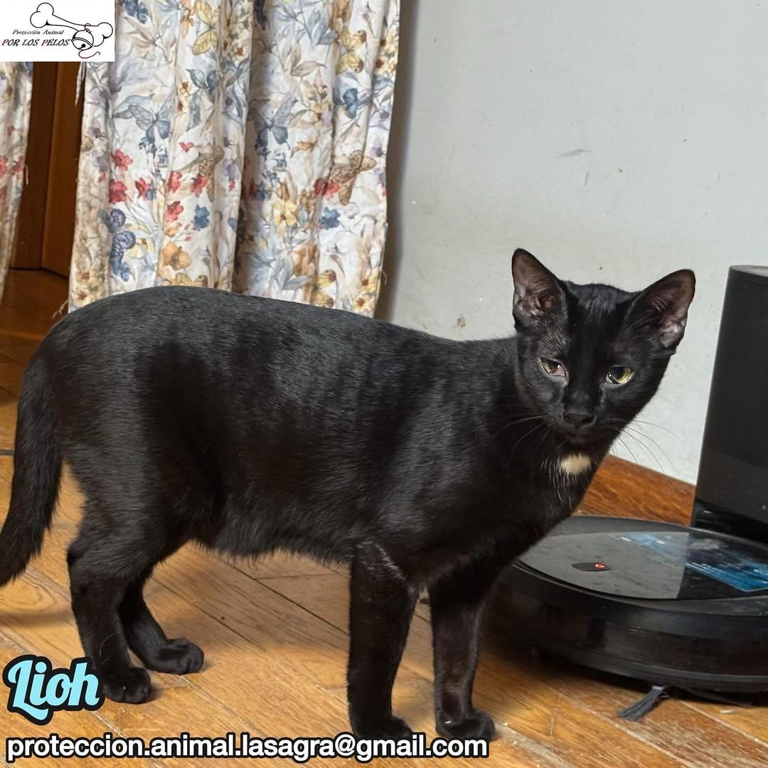 Lioh, Grey (5/5)