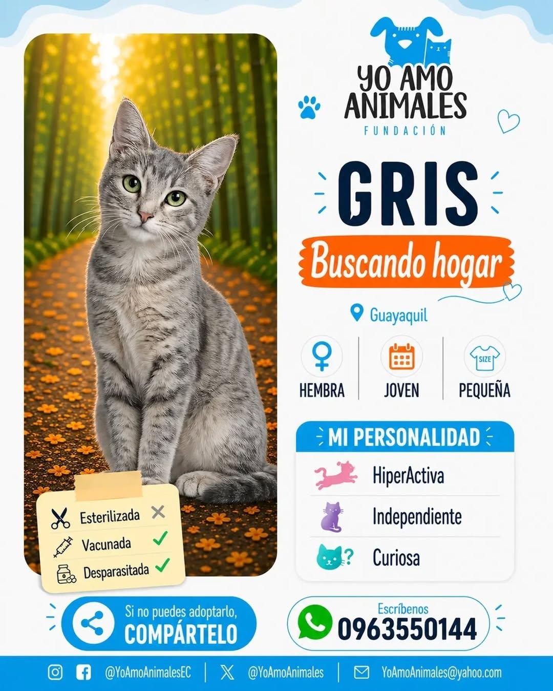 Gris (1/6)