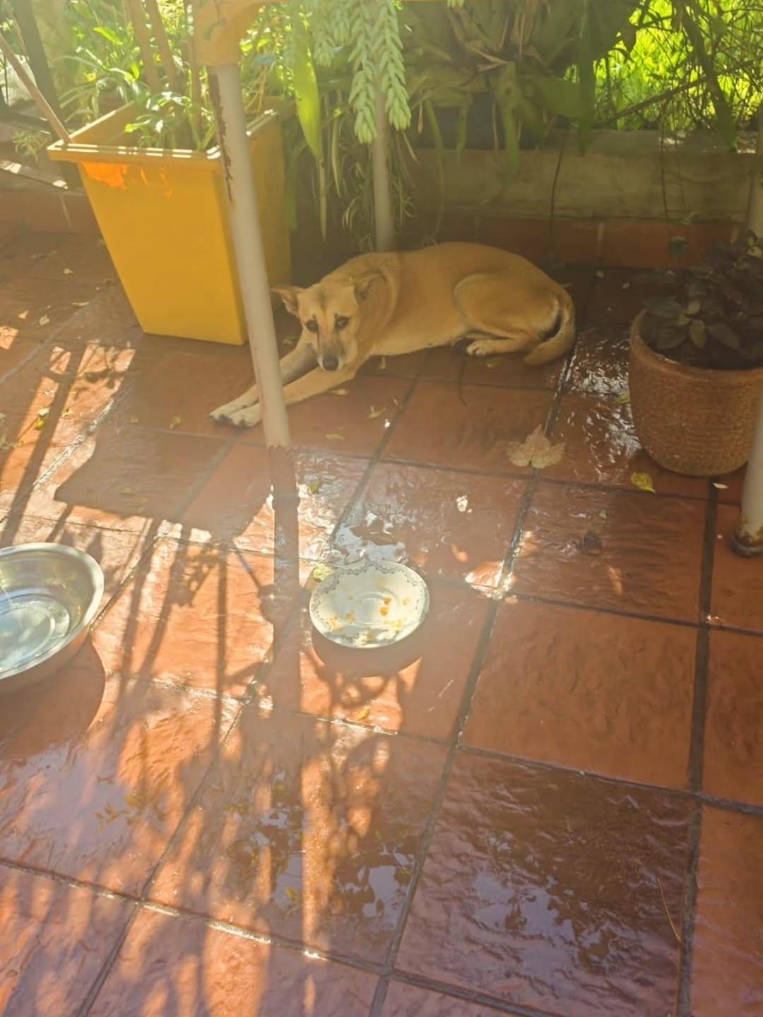 Canela (9/11)