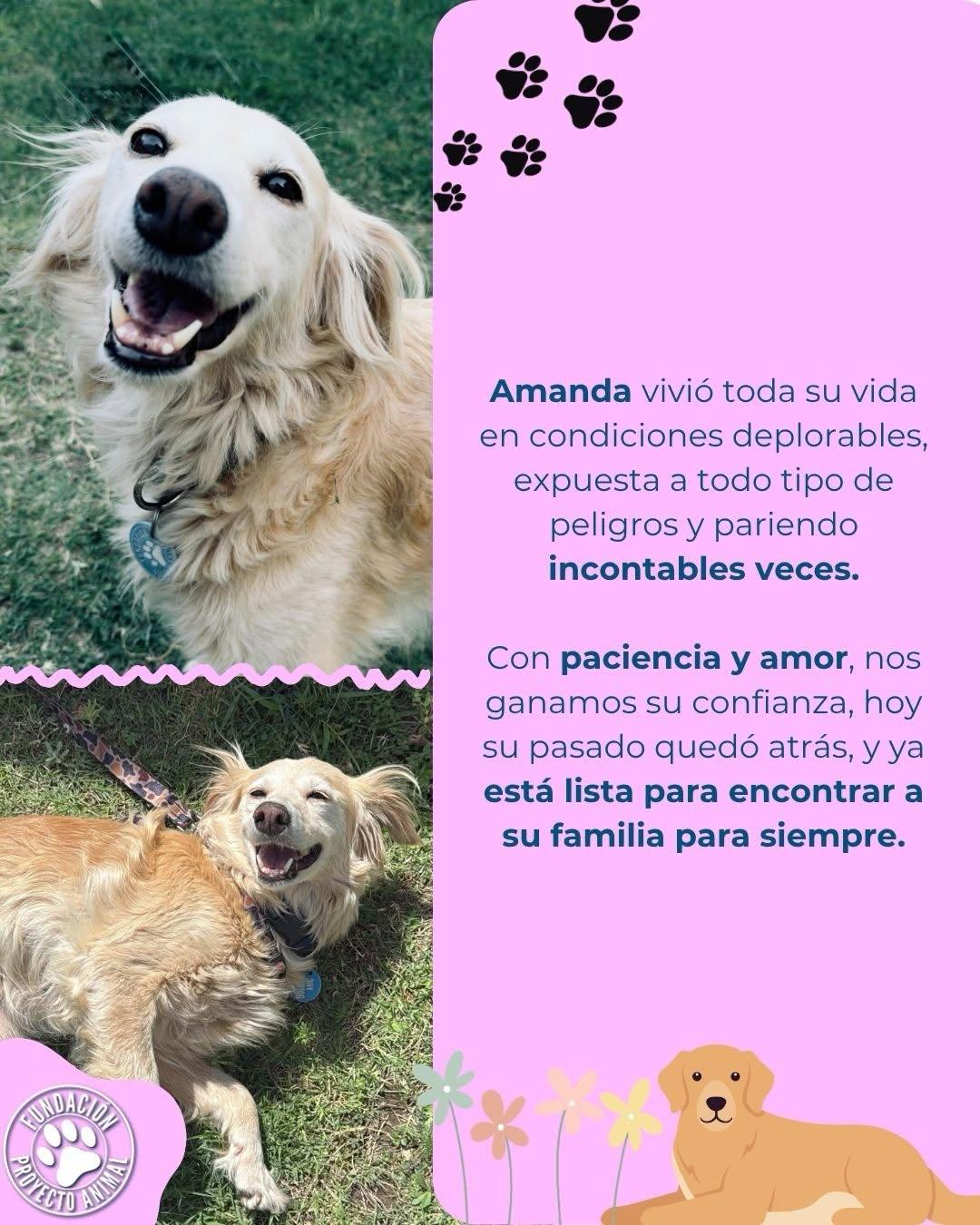 Amanda (2/4)