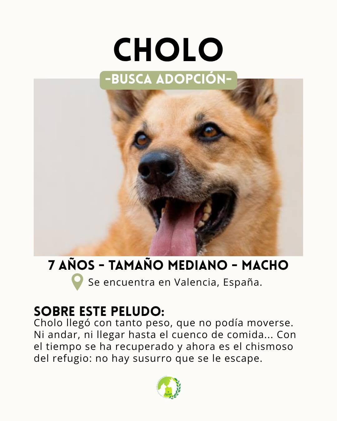 Cholo (2/6)