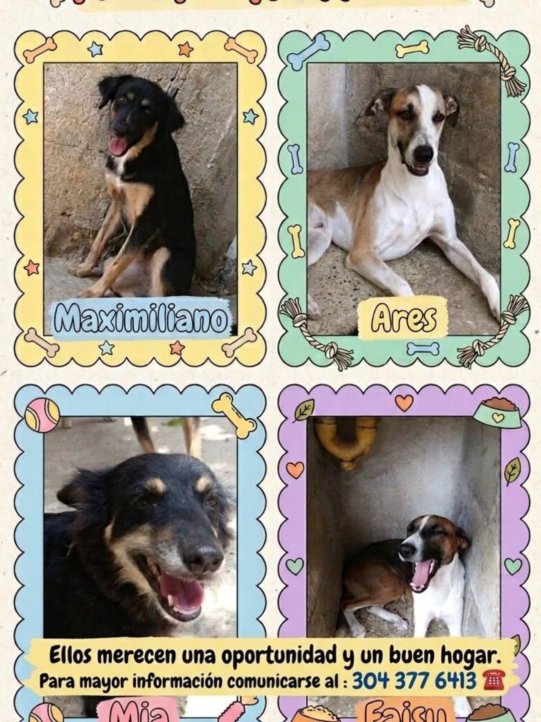 Faicy, Ares, Maximiliano +1
