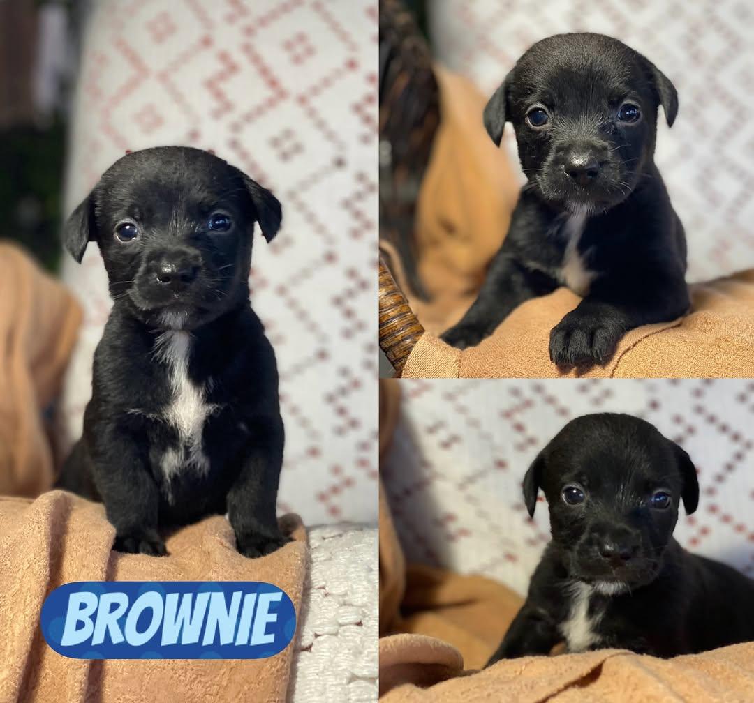 Brownie, Oreo, Choco +4 (1/7)