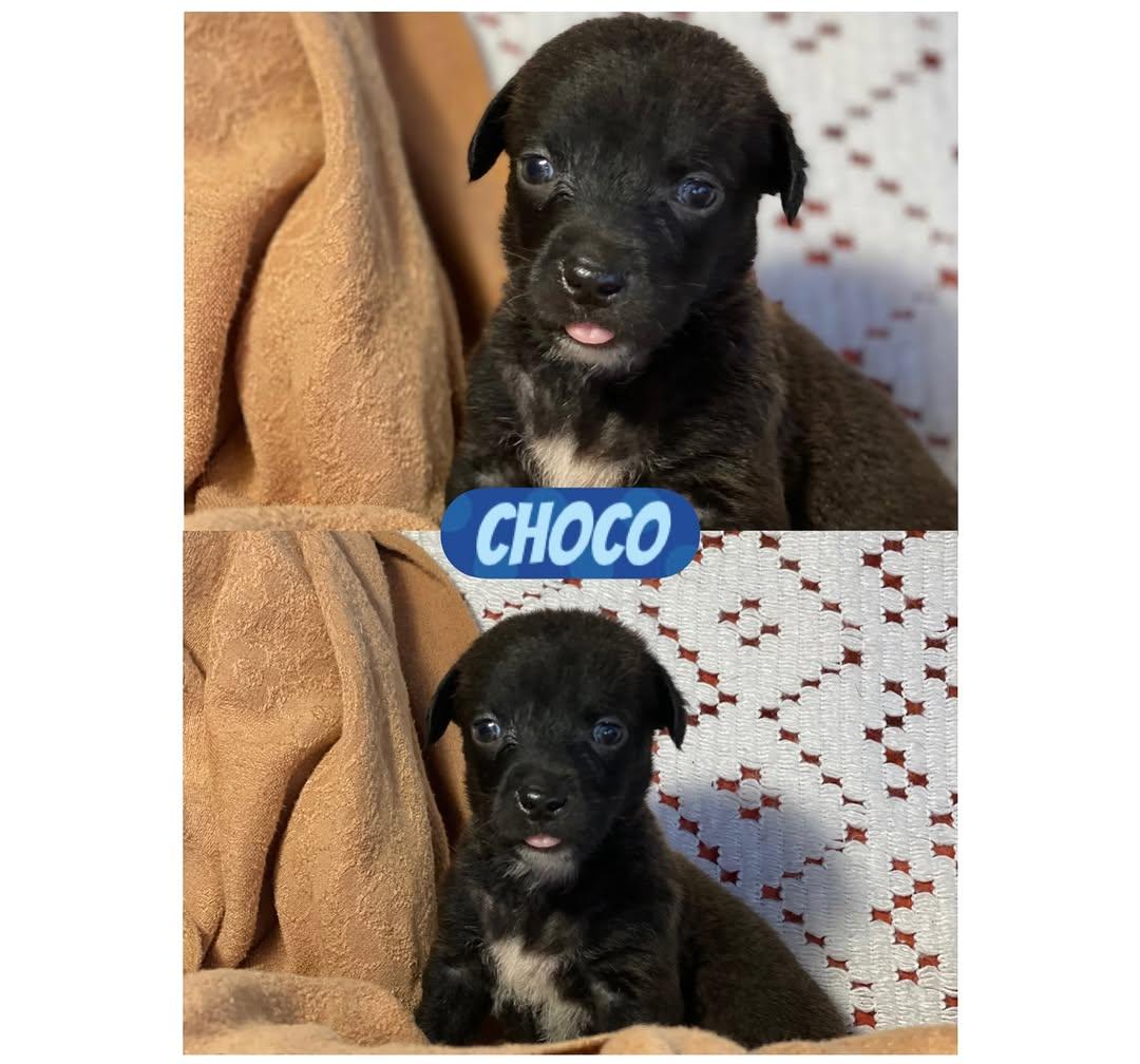 Brownie, Oreo, Choco +4 (3/7)