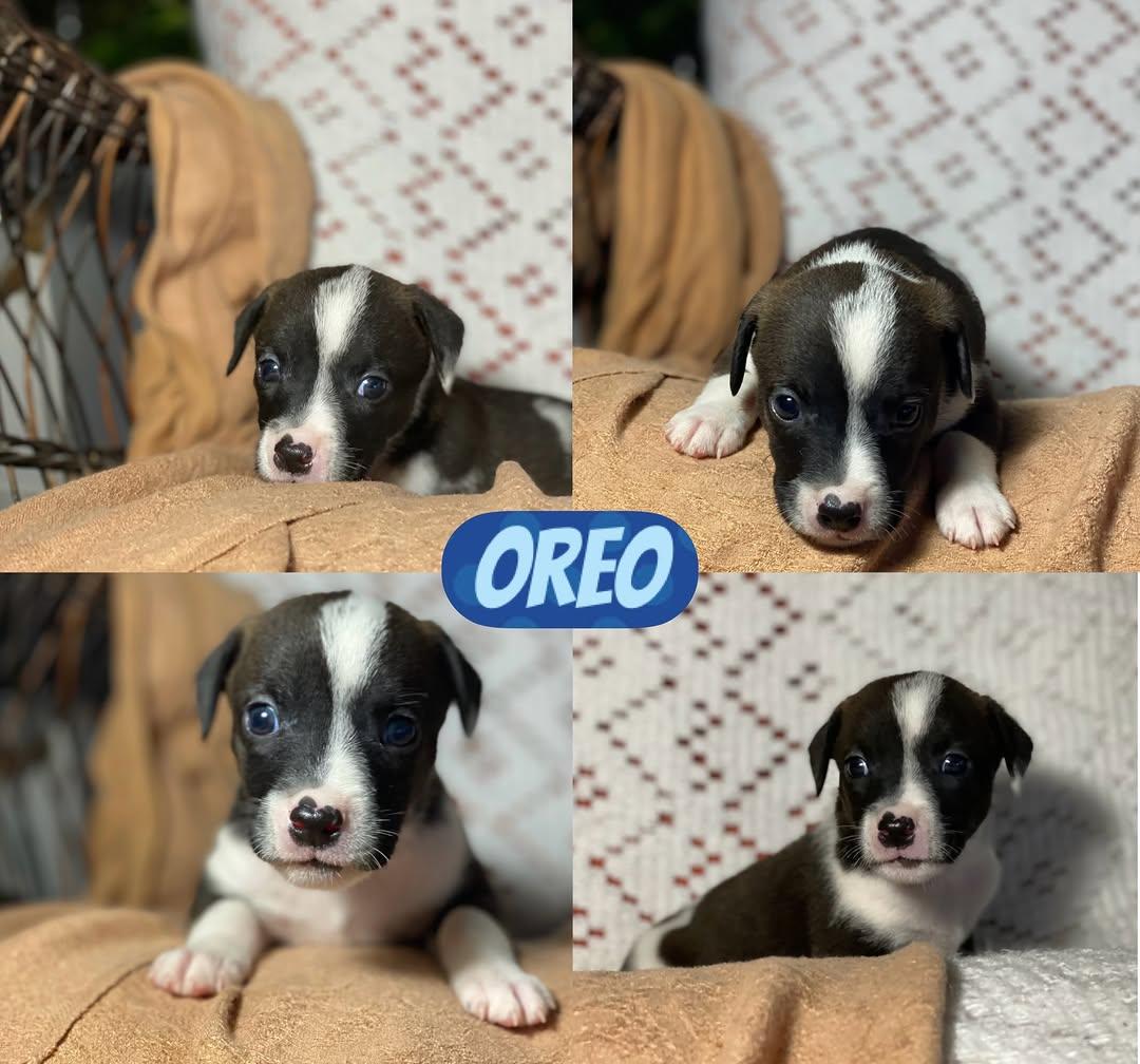 Brownie, Oreo, Choco +4 (6/7)