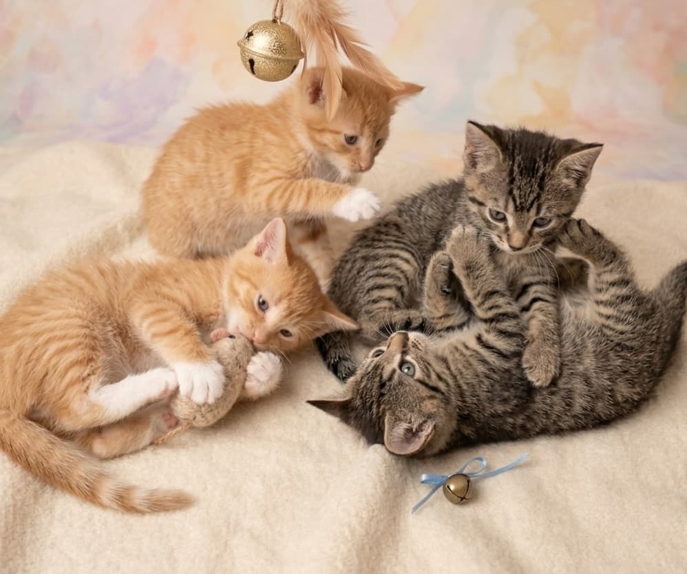 4 animalitos (3/3)