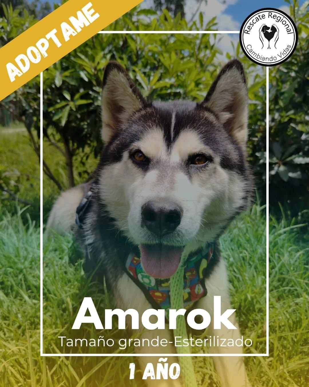 Amarok (1/3)