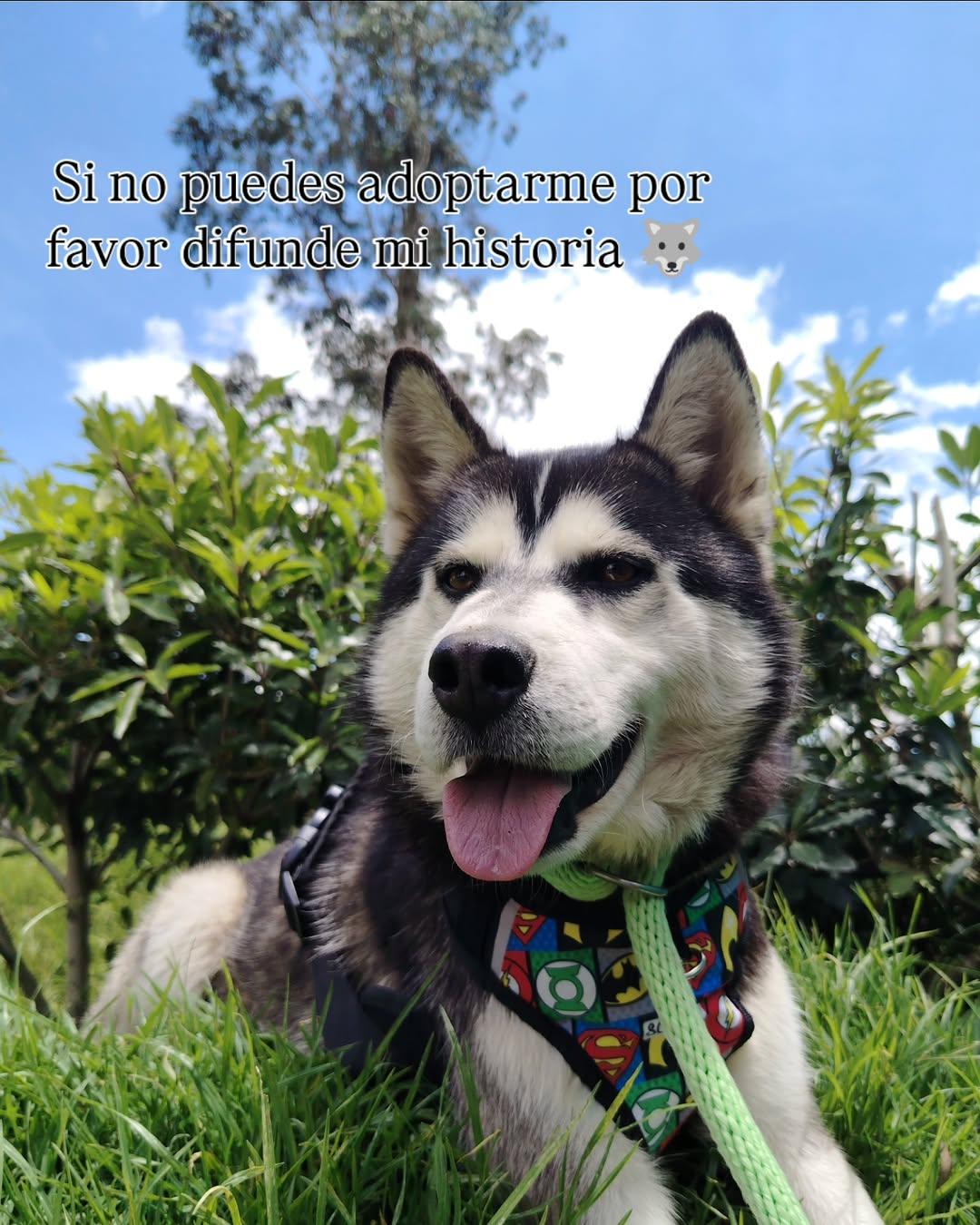 Amarok (3/3)