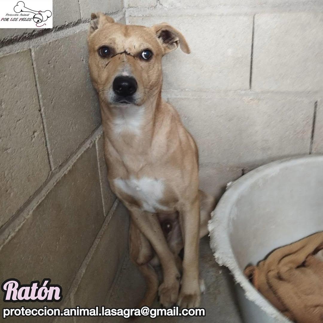 Ratón (3/8)