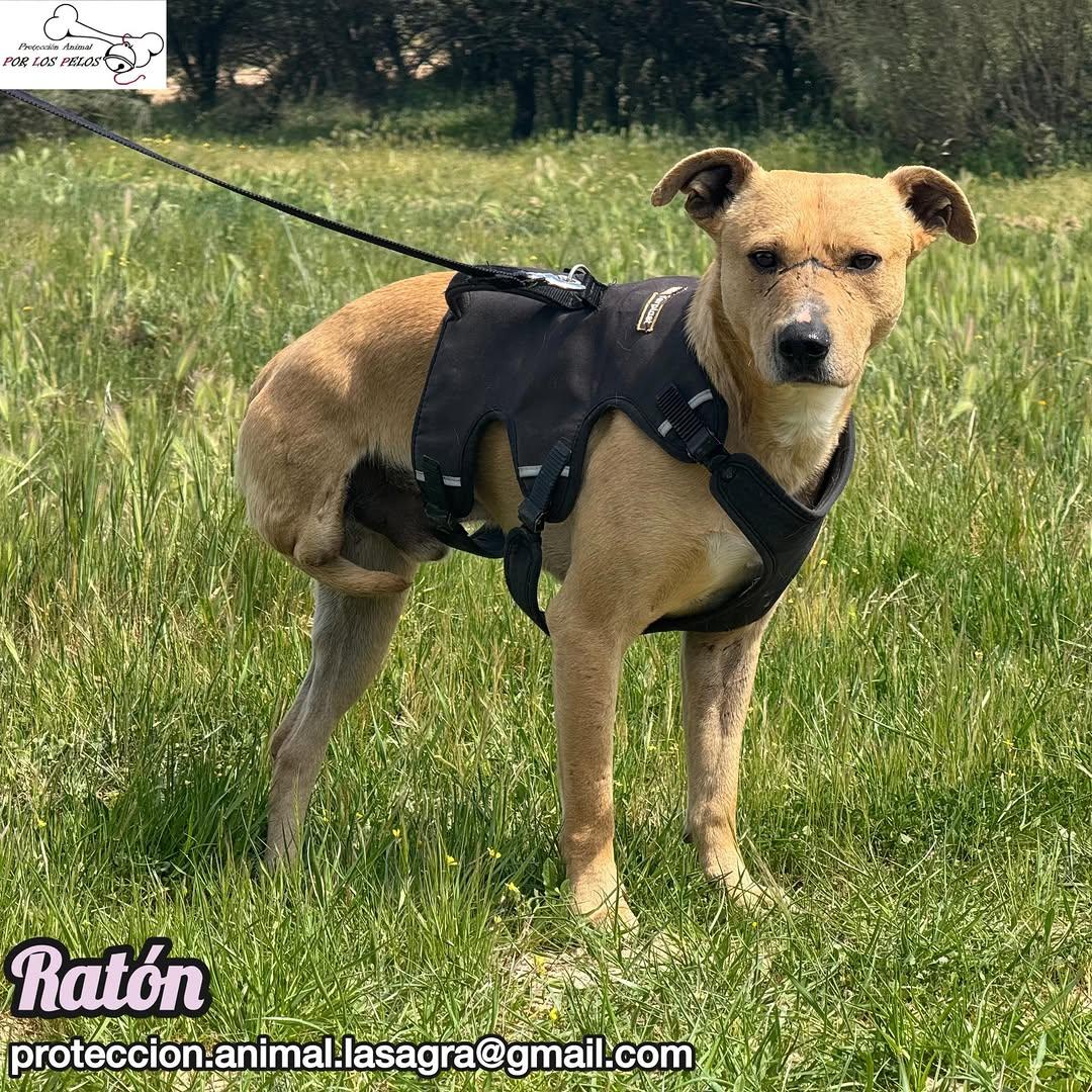 Ratón (4/8)