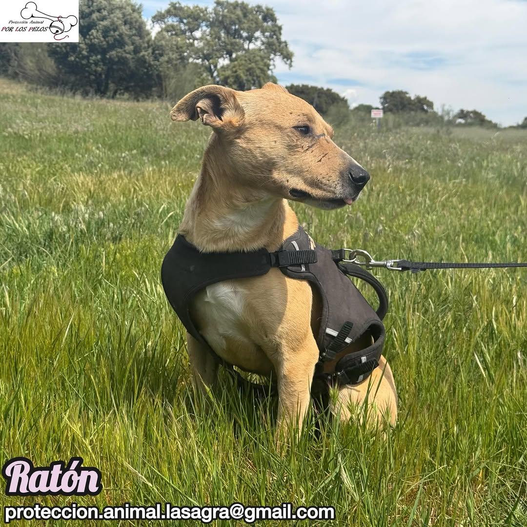 Ratón (5/8)