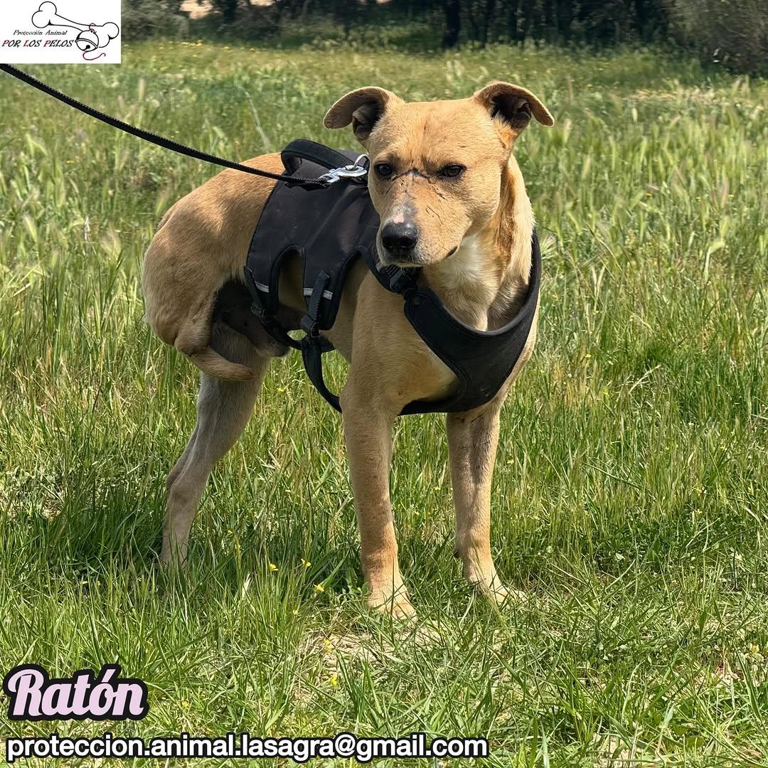 Ratón (6/8)