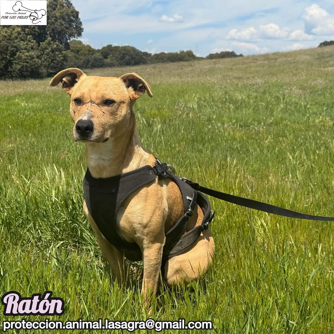 Ratón (7/8)