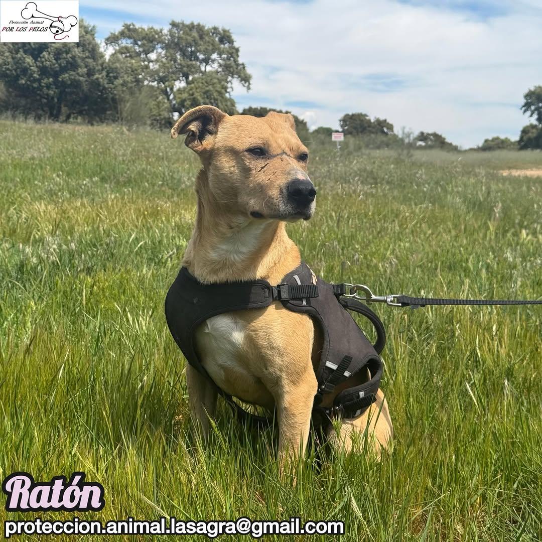 Ratón (8/8)