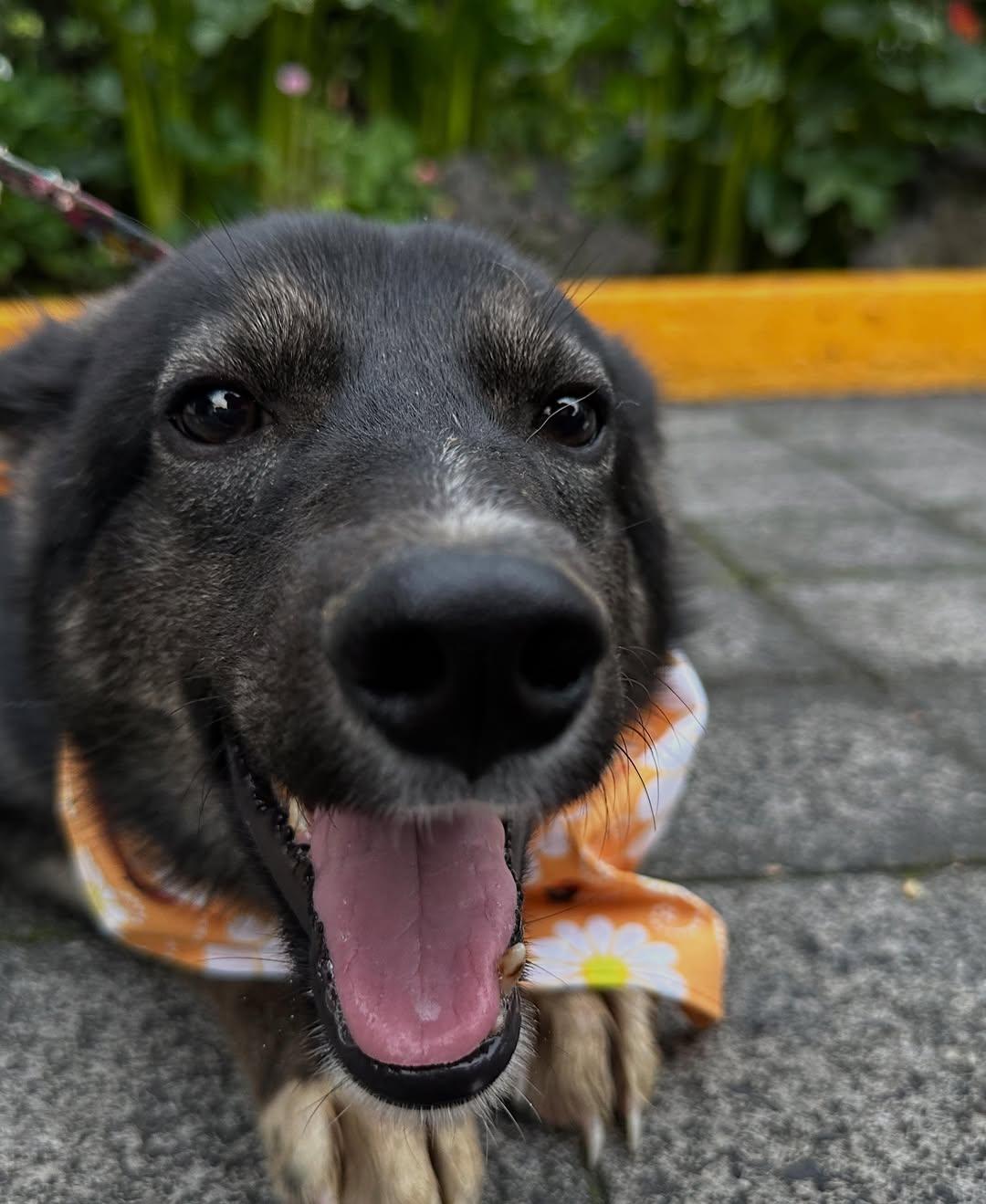 Smokey (16/16)