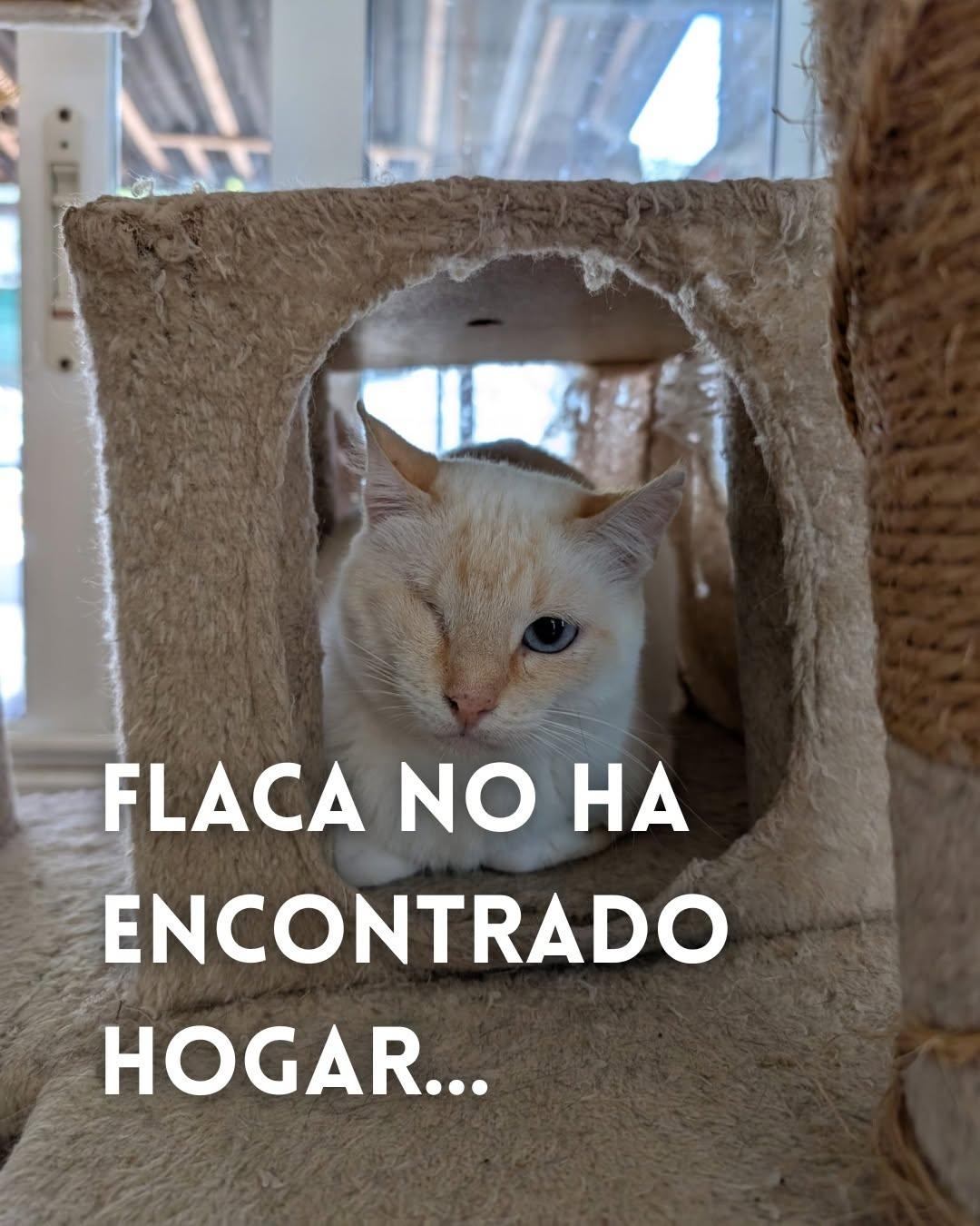 Flaca (1/5)