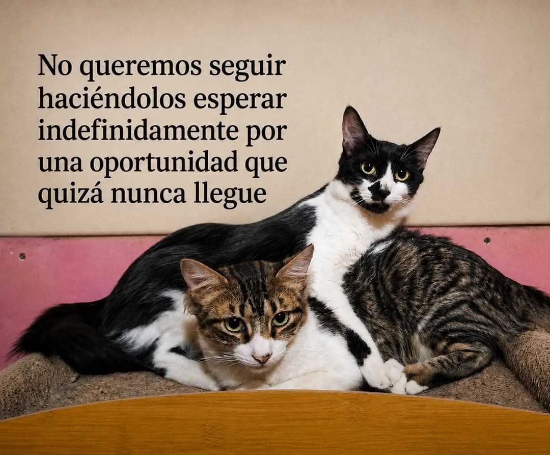 Milo, Miel