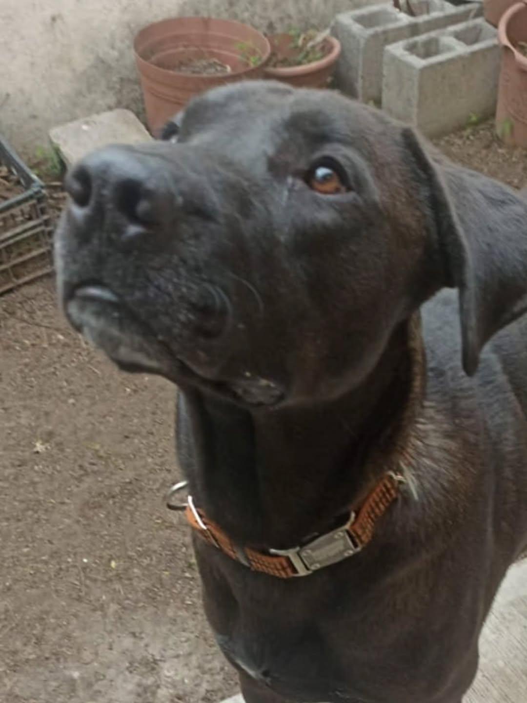 Negrito (2/5)