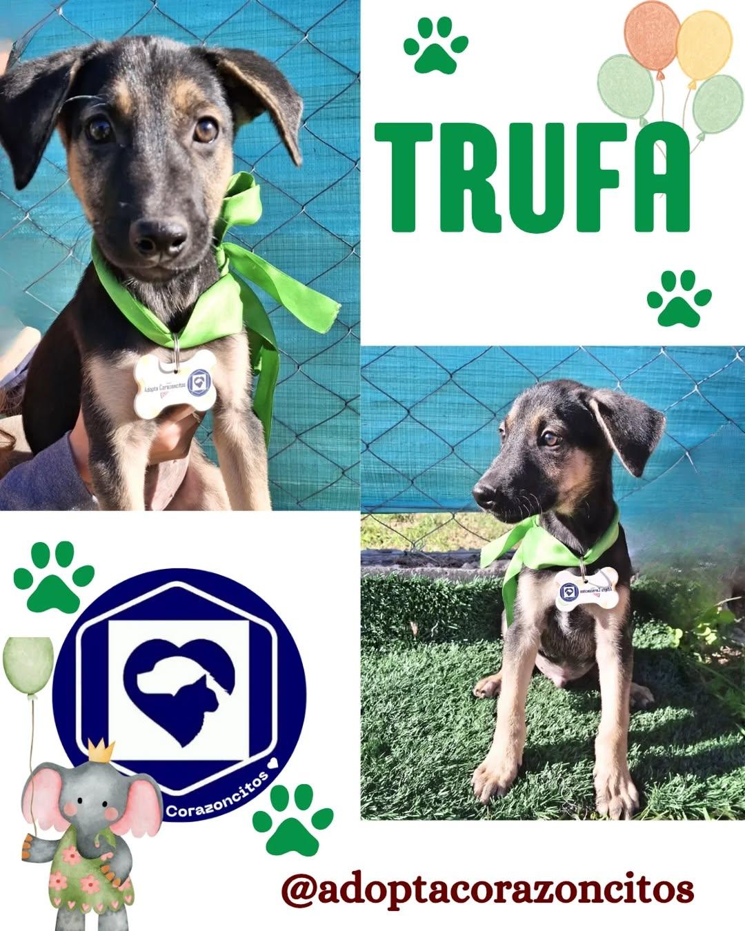 Moca, Trufa (1/2)