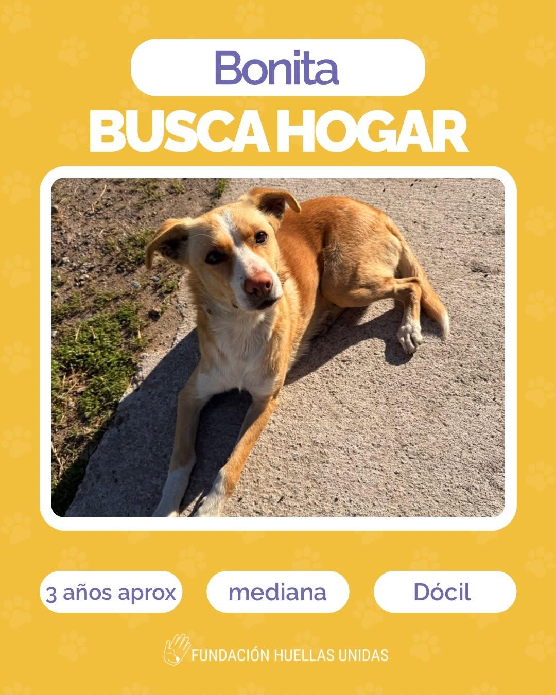 Bonita (1/4)