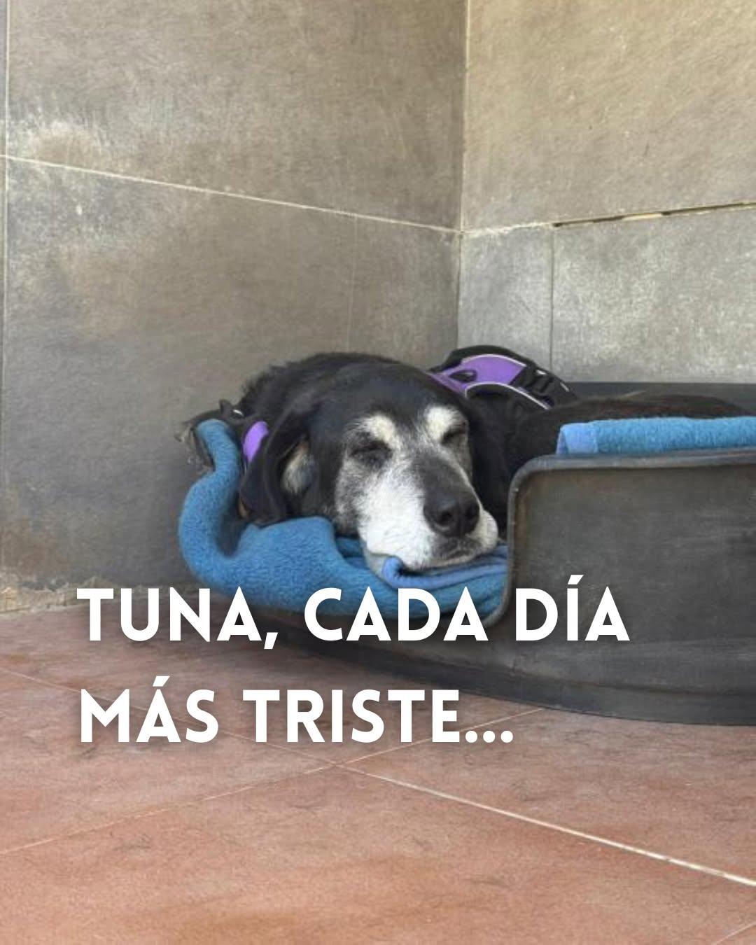 Tuna (1/7)
