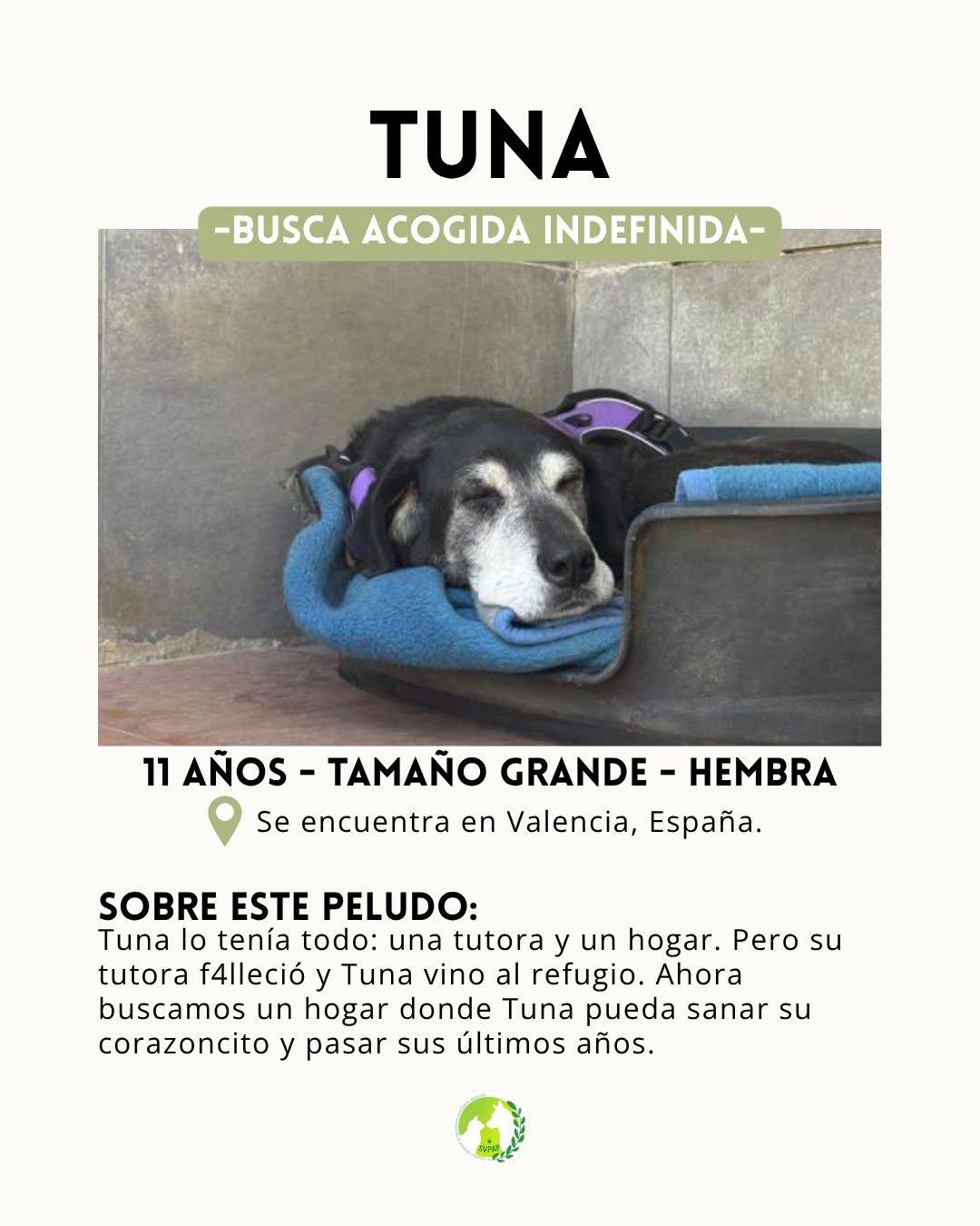 Tuna (2/7)