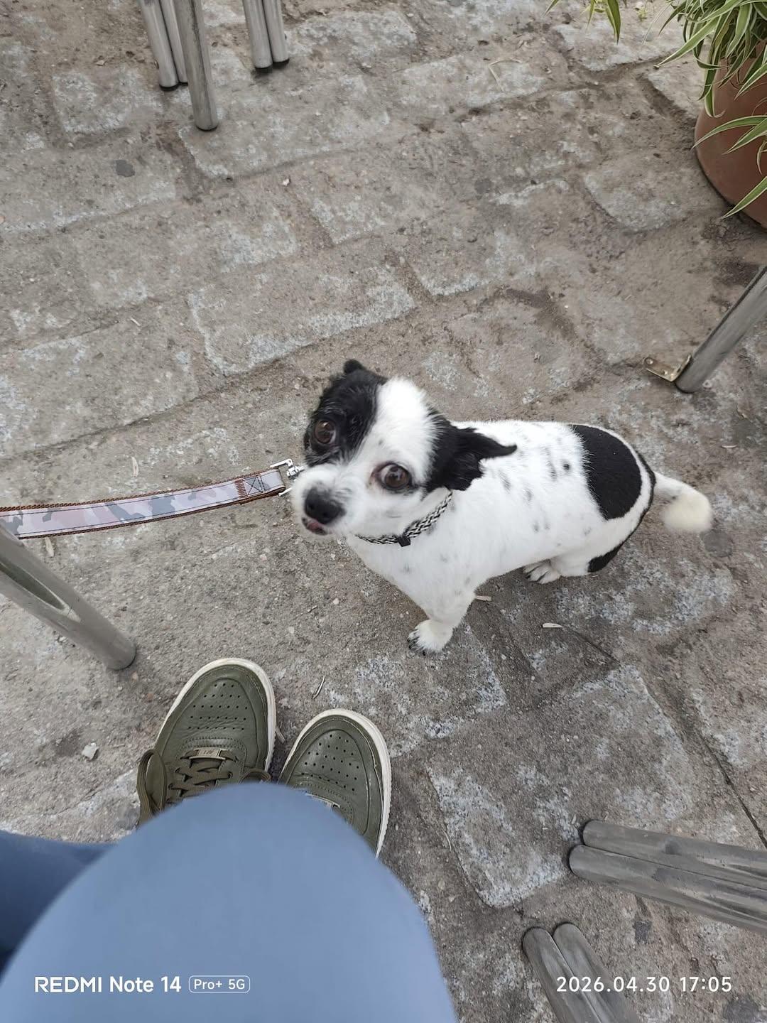 Bosco (2/2)