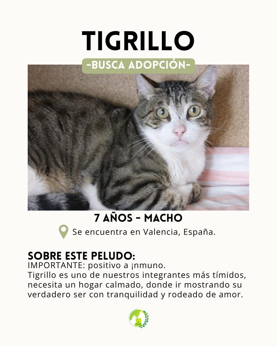 Tigrillo (2/8)