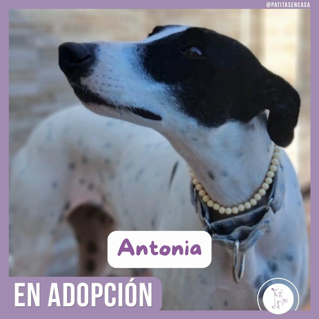Antonia (1/11)