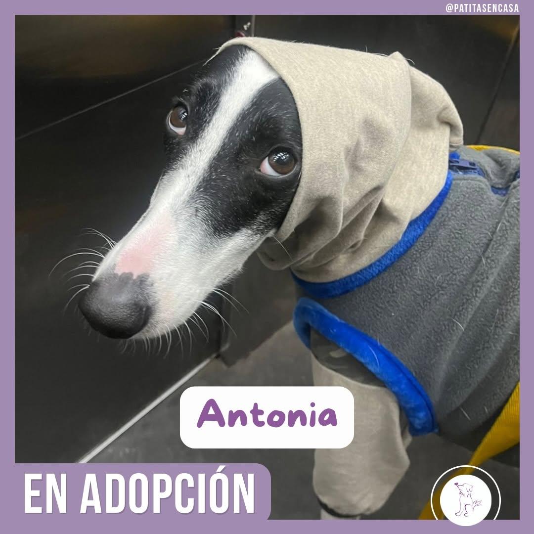 Antonia (2/11)