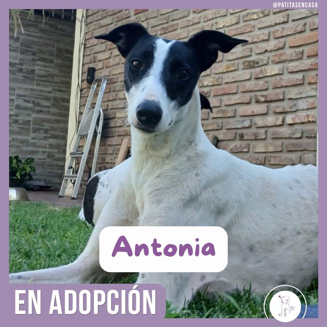 Antonia (11/11)